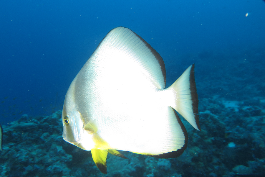 Spade Fish - ©Mahmoud Katanani