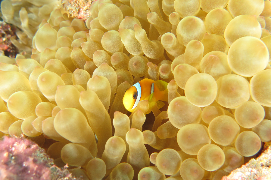 Clown Fish - ©Mahmoud Katanani