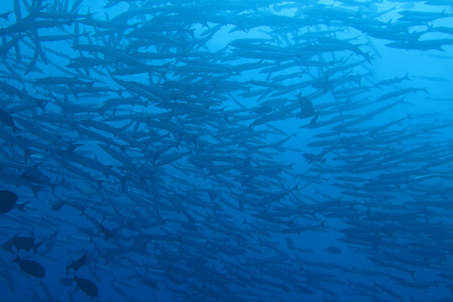 Barracudas - ©Mahmoud Katanani