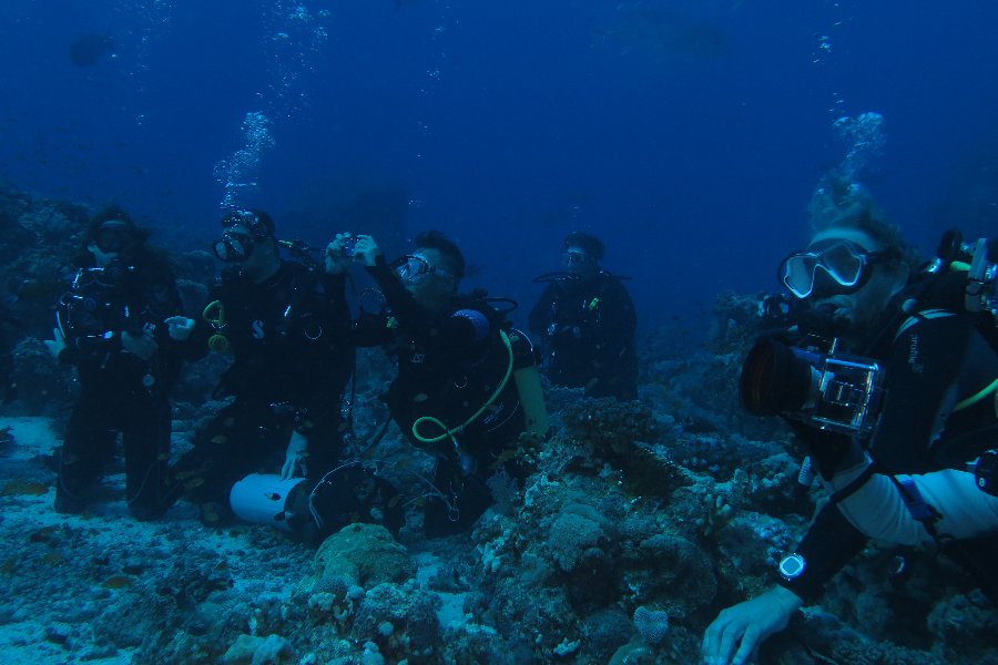 Watching Sharks - ©Mahmoud Katanani