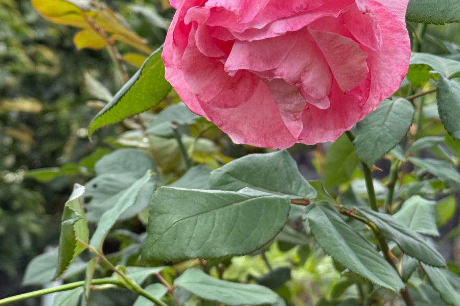 UNE ROSE DU JARDIN
