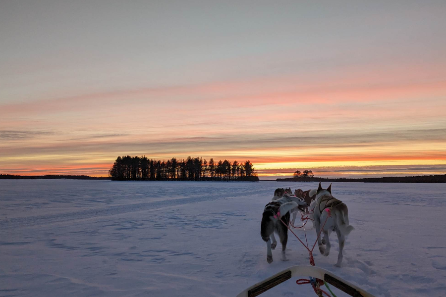 chien de traîneau avec coucher de soleil sur le lac et ses îles - ©mailys