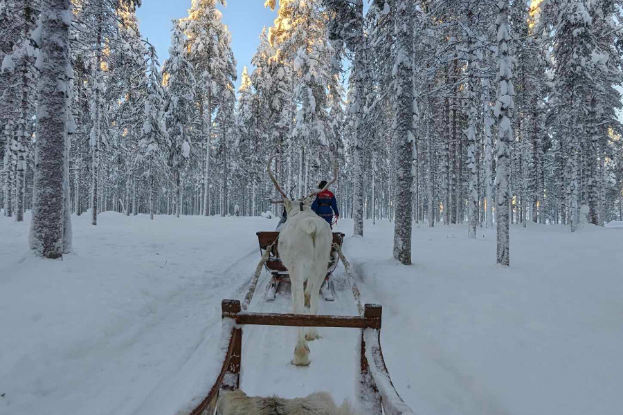 sortie en renne durant les séjours d'hiver - ©mailys