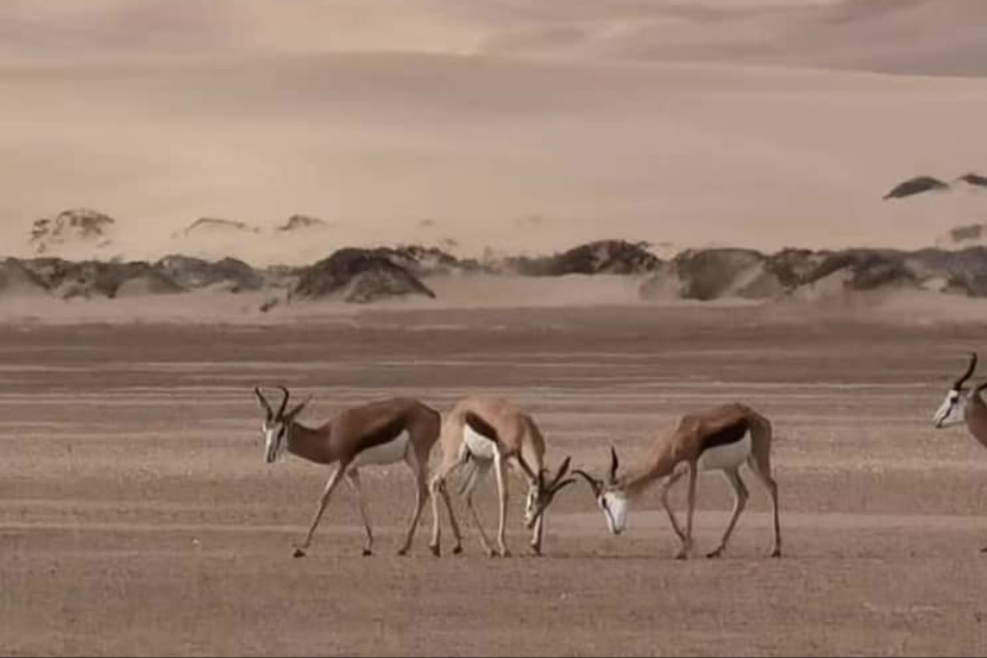 Springbuck at Sandwich Harbour - ©MC Tours