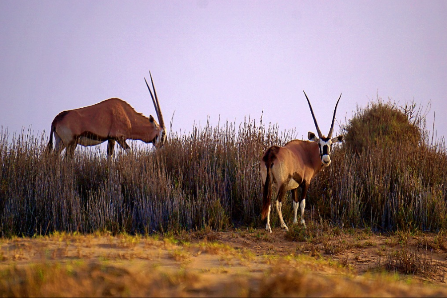 Oryx at Sandwich Harbour - ©MC Tours