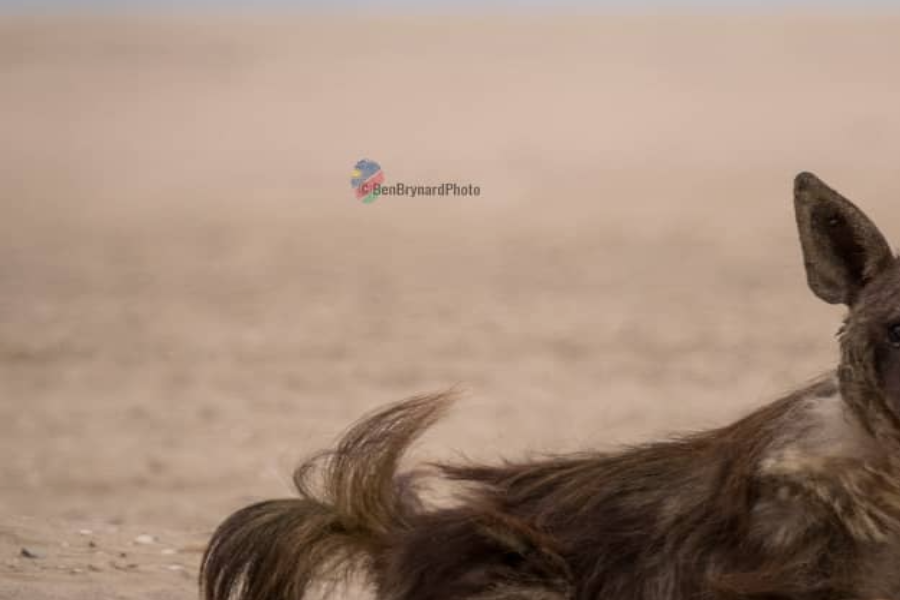 Brown Hyena visiting Sandwich Harbour - ©MC Tours