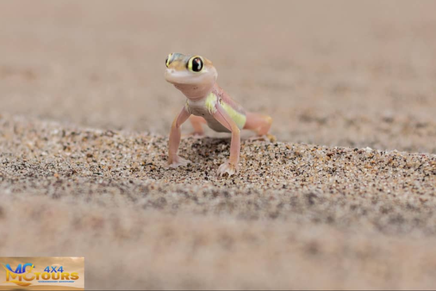 Palmato gecko - ©MC Tours