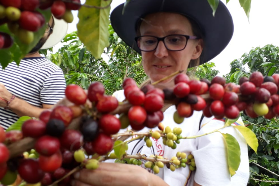 ferme de café - ©COLOMBIA AUTENTICA