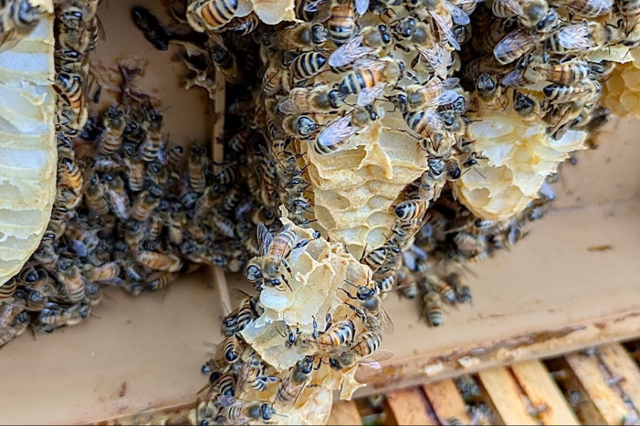 NOS ABEILLES