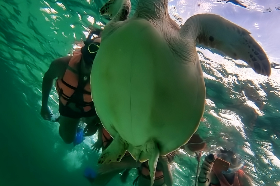 Pour les petits et les grands, le Snorkeling à Mahahual vous réserve de belles surprises ! - ©Priscilla Nomade