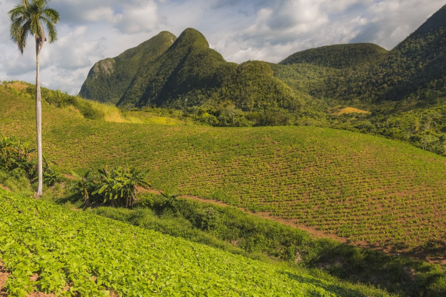 Pinar Del Rio - ©CUBA AUTREMENT