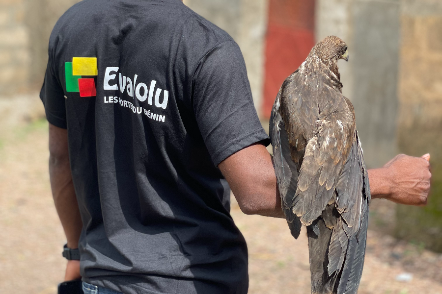 Kouetcha et aigle - ©EWALOLU