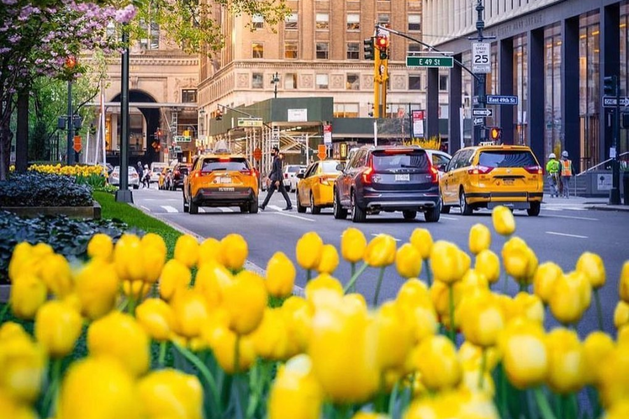 Jonquilles au printemps - ©Mad Tours and Events