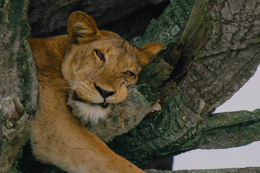 The lioness in Queen Elizabeth National Park