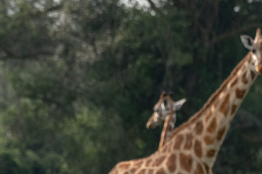 Walking safari in Lake Mburo National Park - ©Pamoja Safaris Uganda