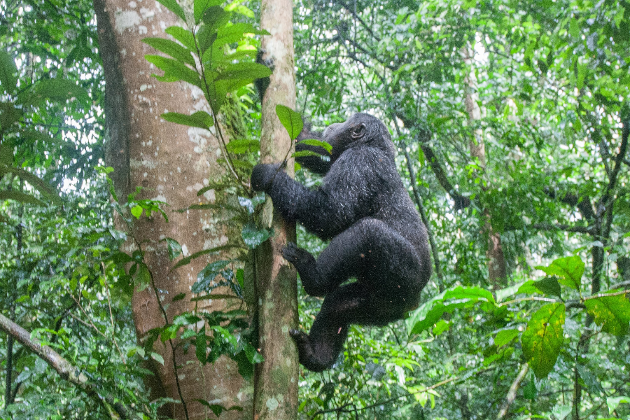 Mountain gorilla trekking in Bwindi Impenetrable Forest National Park