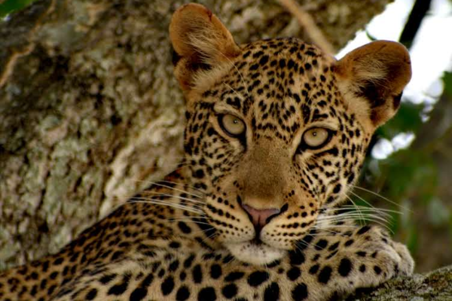 leopard (Panthera pardus) - ©HUGU HUGU ADVENTURES