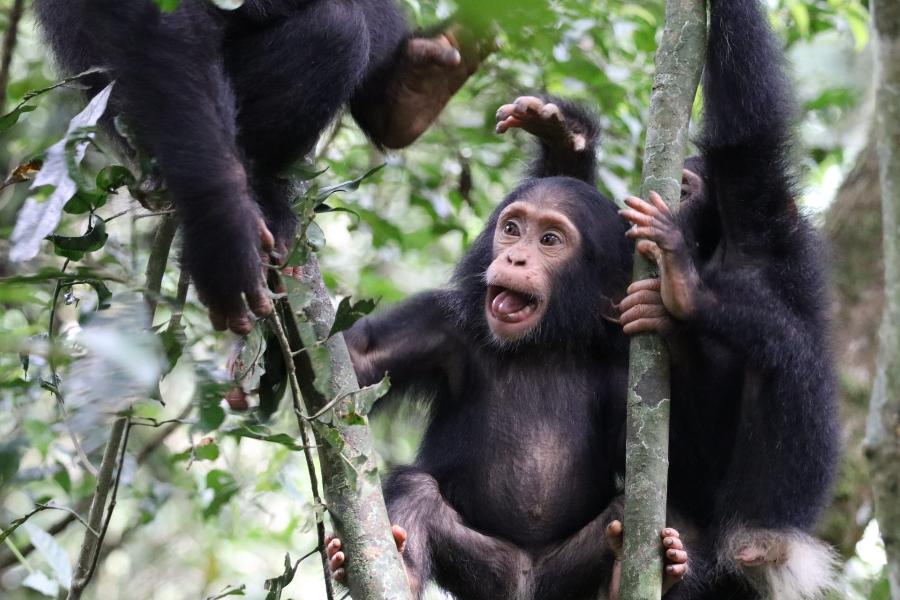 CHIMPANZEE - ©HUGU HUGU ADVENTURES