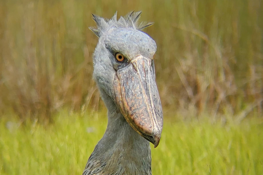 SHOEBILL - ©HUGU HUGU ADVENTURES