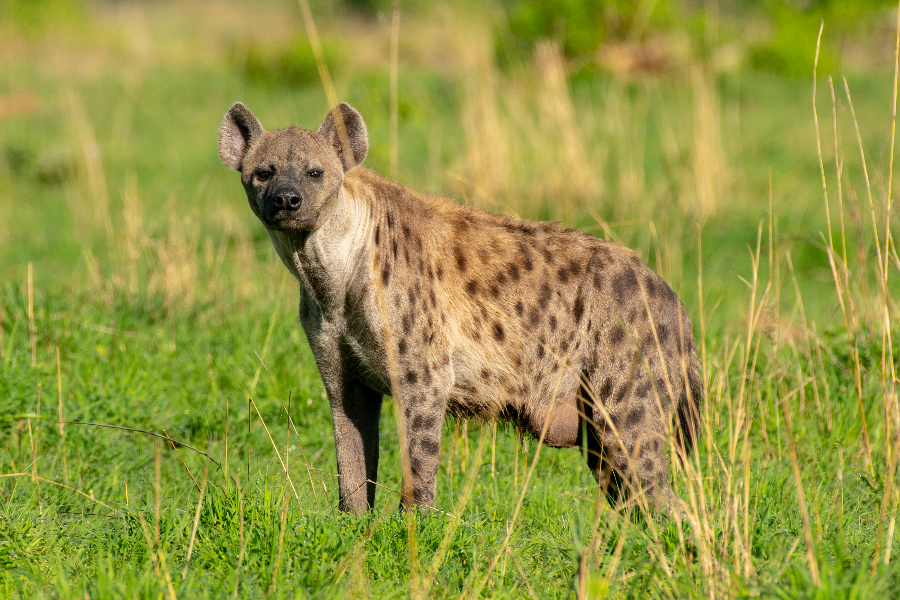 HYENA - ©HUGU HUGU ADVENTURES