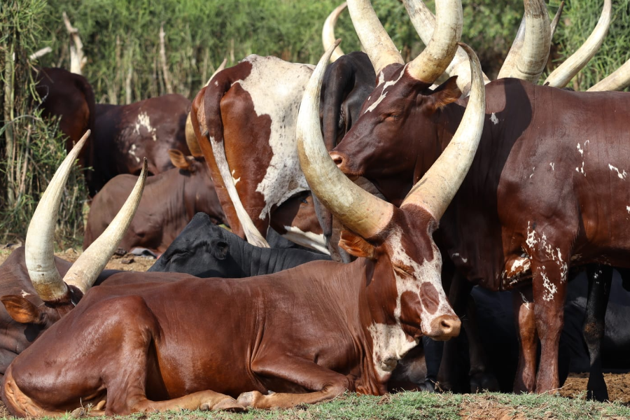 AFRICAN LONG HORNED CATTLE - ©HUGU HUGU ADVENTURES