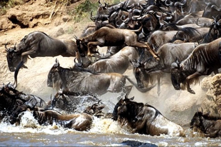 Masai Mara - ©Diani Wilderness Safaris