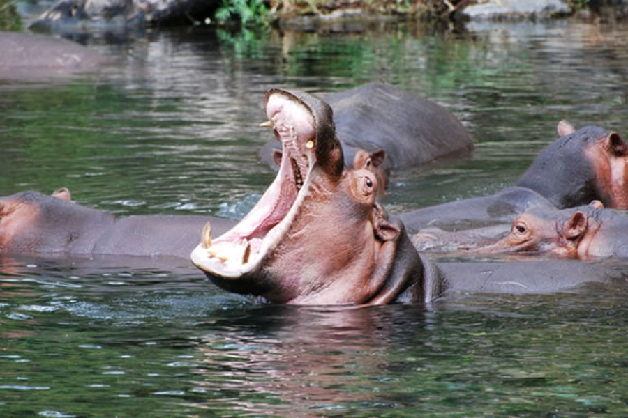 Tsavo - ©Diani Wilderness Safaris