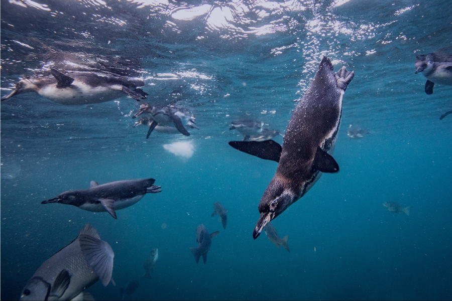  - ©VISITING GALAPAGOS