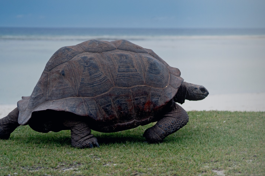  - ©VISITING GALAPAGOS