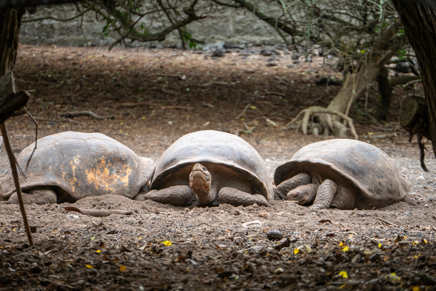 Charle Darwin center - ©Visiting Galapagos