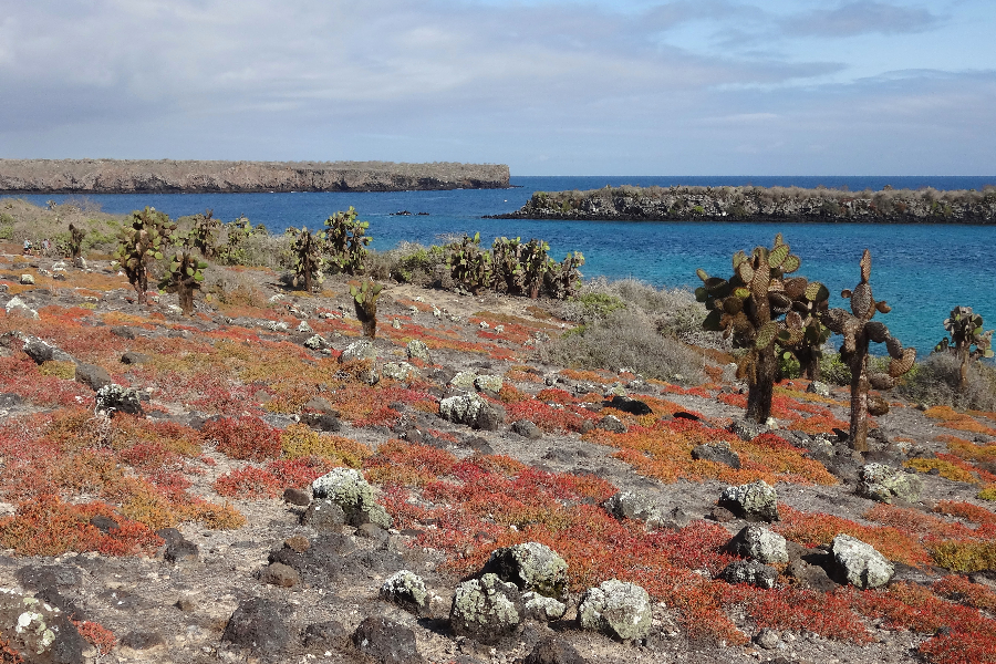 Plazas - ©Visiting Galapagos