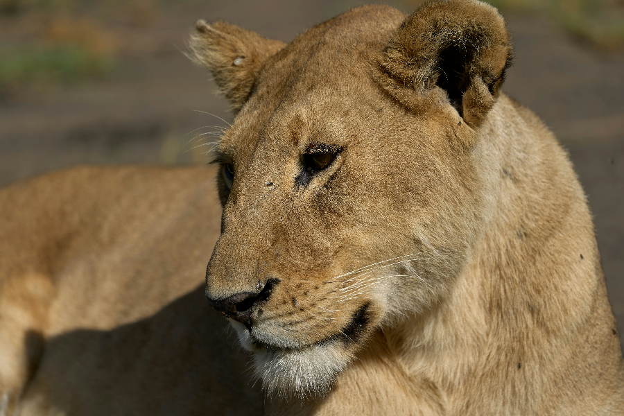 FEMALE LIONESS IN THE SEERENGETI PLAINS - ©OWNER