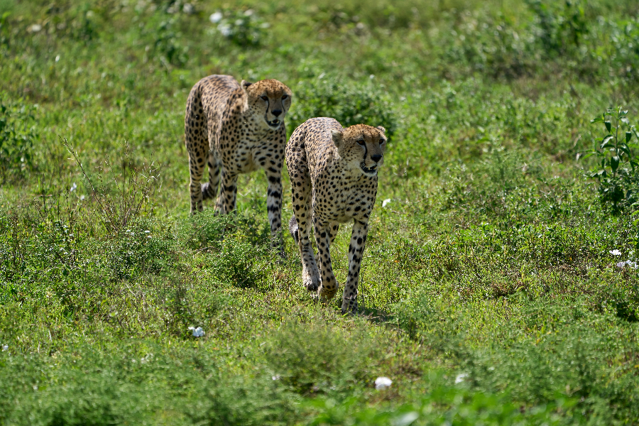 CHEETAHS IN SERENGETI - ©OWNER