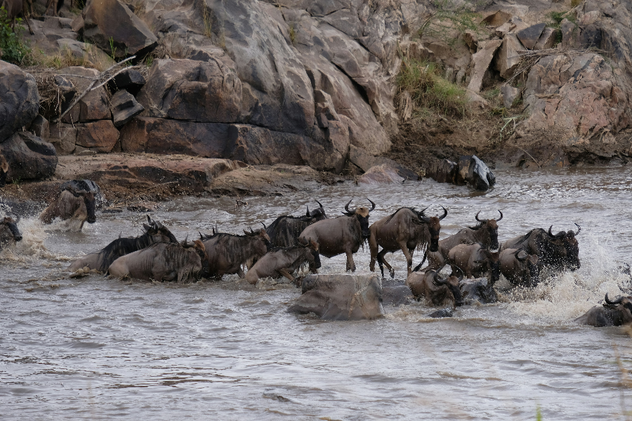 great migration - ©serengeti