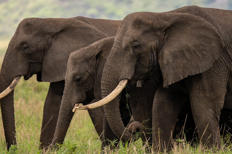  - ©WILD TUSKER SAFARIS