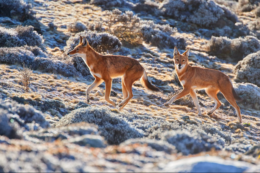 Discover the majestic Ethiopian Wolf! - ©shutter stock