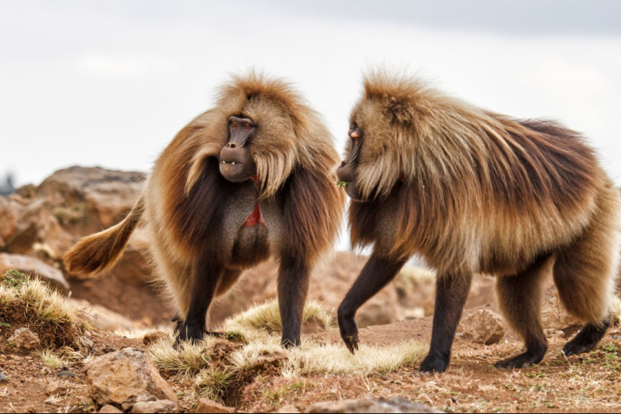 The grass-eating Gelada Baboon of Ethiopia! - ©shutter stock