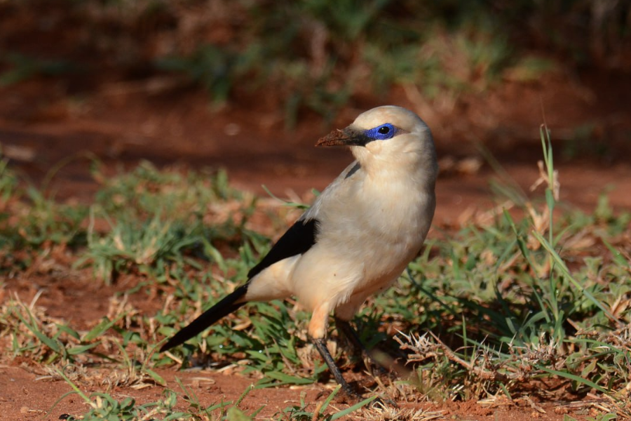 Ever seen a crow with a splash of blue? The rare Stressmann's Bushcrow - ©shutterstock