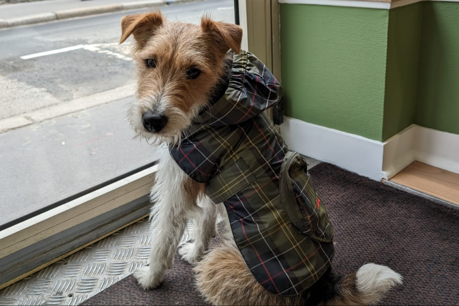 barbour dog - ©atelier tours