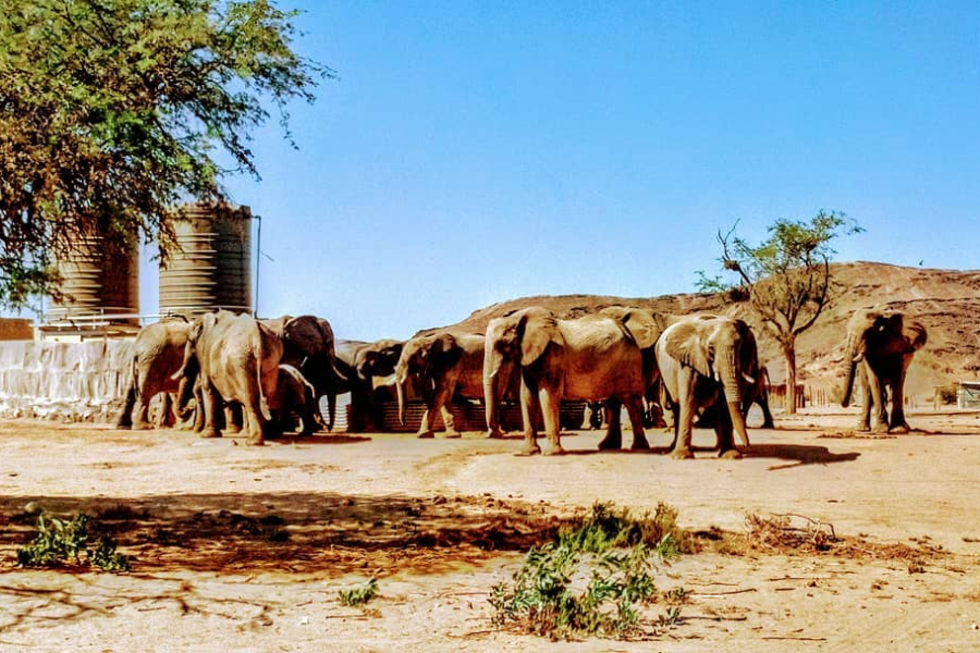  - ©CLUSTER LEAF SAFARIS NAMIBIE