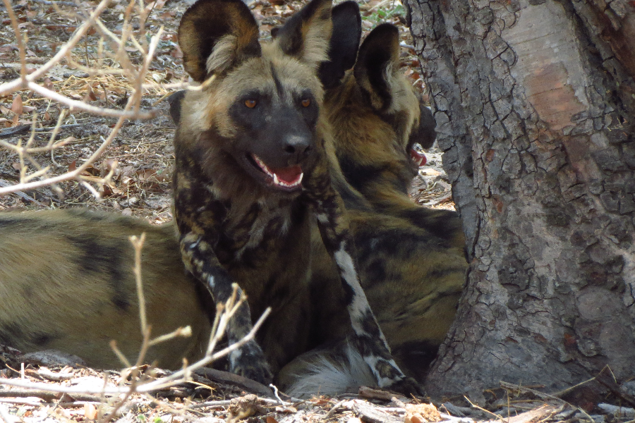 African Wild Dogs, Bwabwata National Park Namibia - ©Taedza Mtambanengwe