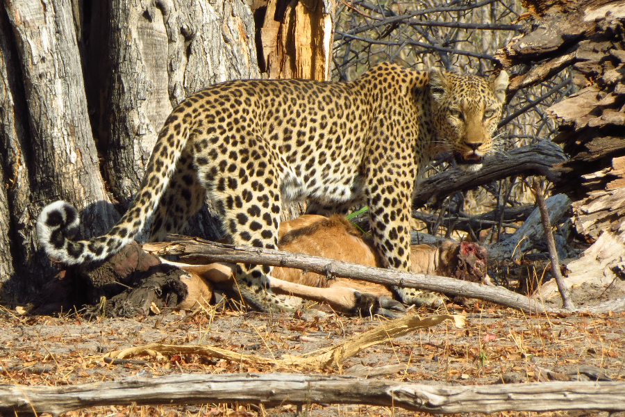  - ©CLUSTER LEAF SAFARIS NAMIBIE