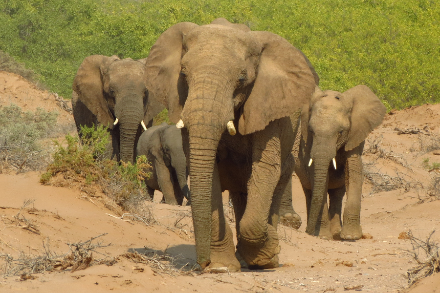 Desert Adapted Elephants, Damaraland Namibia - ©Taedza Mtambanengwe