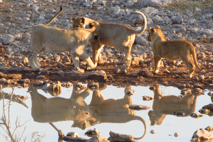 Lion cubs, Etosha National Park Namibia - ©Taedza Mtambanengwe