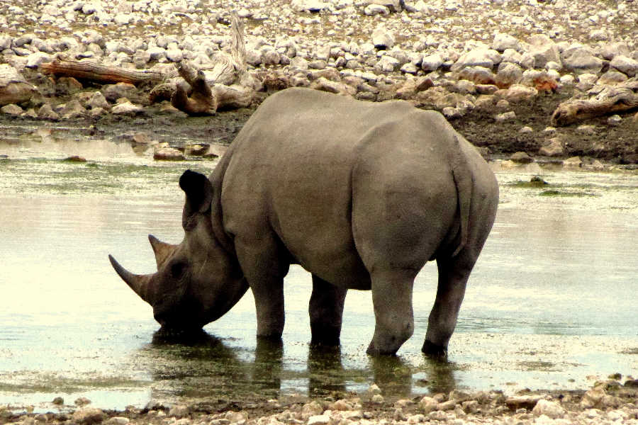 Black Rhino - ©Taedza Mtambanengwe