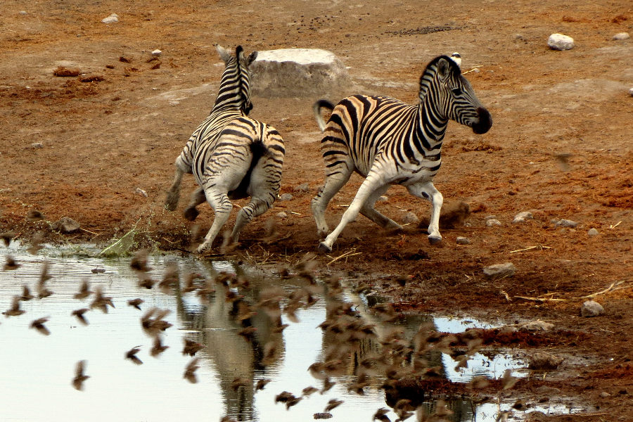 Plains Zebra, Etosha National Park - ©Taedza Mtambanengwe