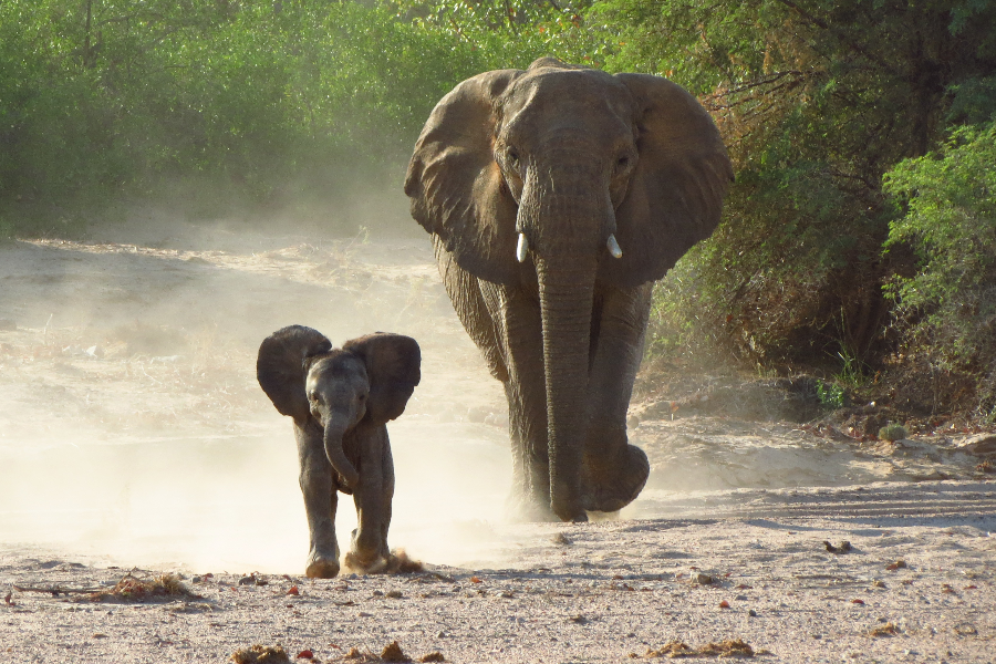 Damaraland, Namibia - ©Taedza Mtambanengwe