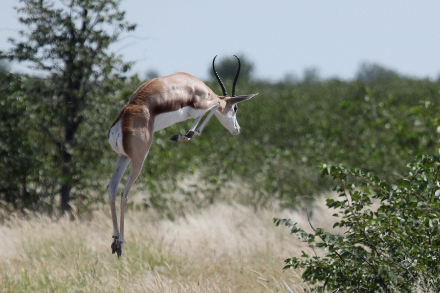 Springbok pronking - ©Etosha National Park