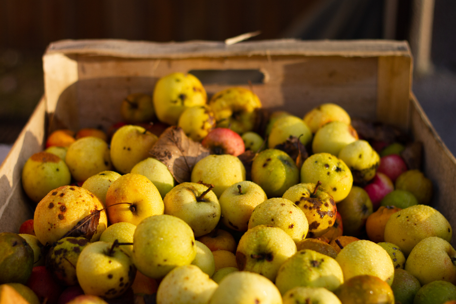 Dégustation de cidre normand - ©Canva