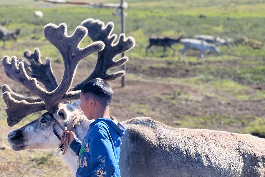 Tsaatan boy and his reindeer